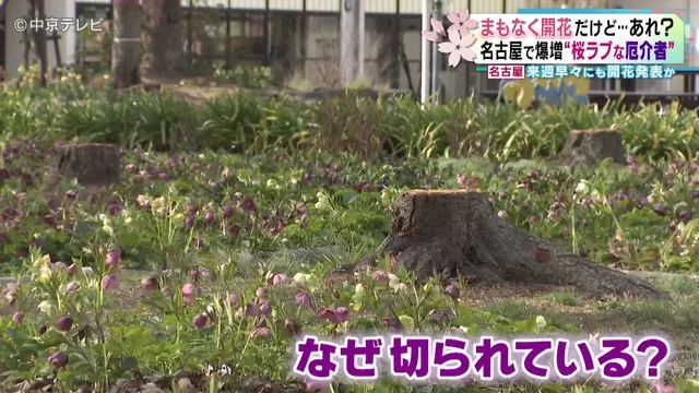 Cây anh đào bị chặt tại công viên Todagawa.