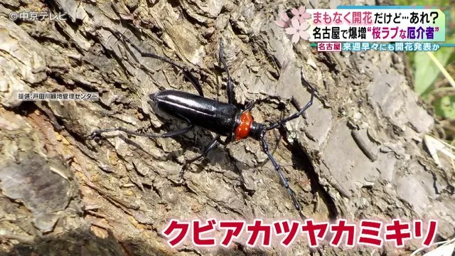 Cận cảnh loài sâu bướm Kurenai-tsuya-kamikirimushi.