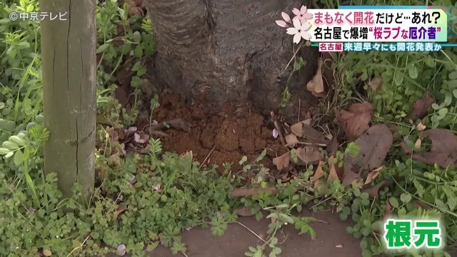 Mùn cưa rơi ra từ gốc cây cho thấy sự hiện diện của ấu trùng.