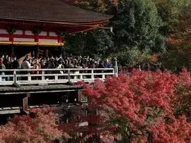 30 chuyến đi Nhật Bản bị hủy, thiệt hại 190 tỷ yên