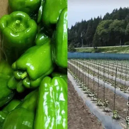 Bắt giữ chủ trang trại ớt chuông Trung Quốc thuê 13 thực tập sinh Việt Nam bỏ trốn