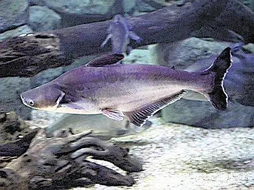 Cá tra (Pangasius) 'lên ngôi' trong nhà hàng và gia đình