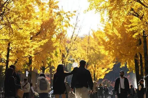 Cây bạch quả vàng rực rỡ tại Công viên Osaka Castle