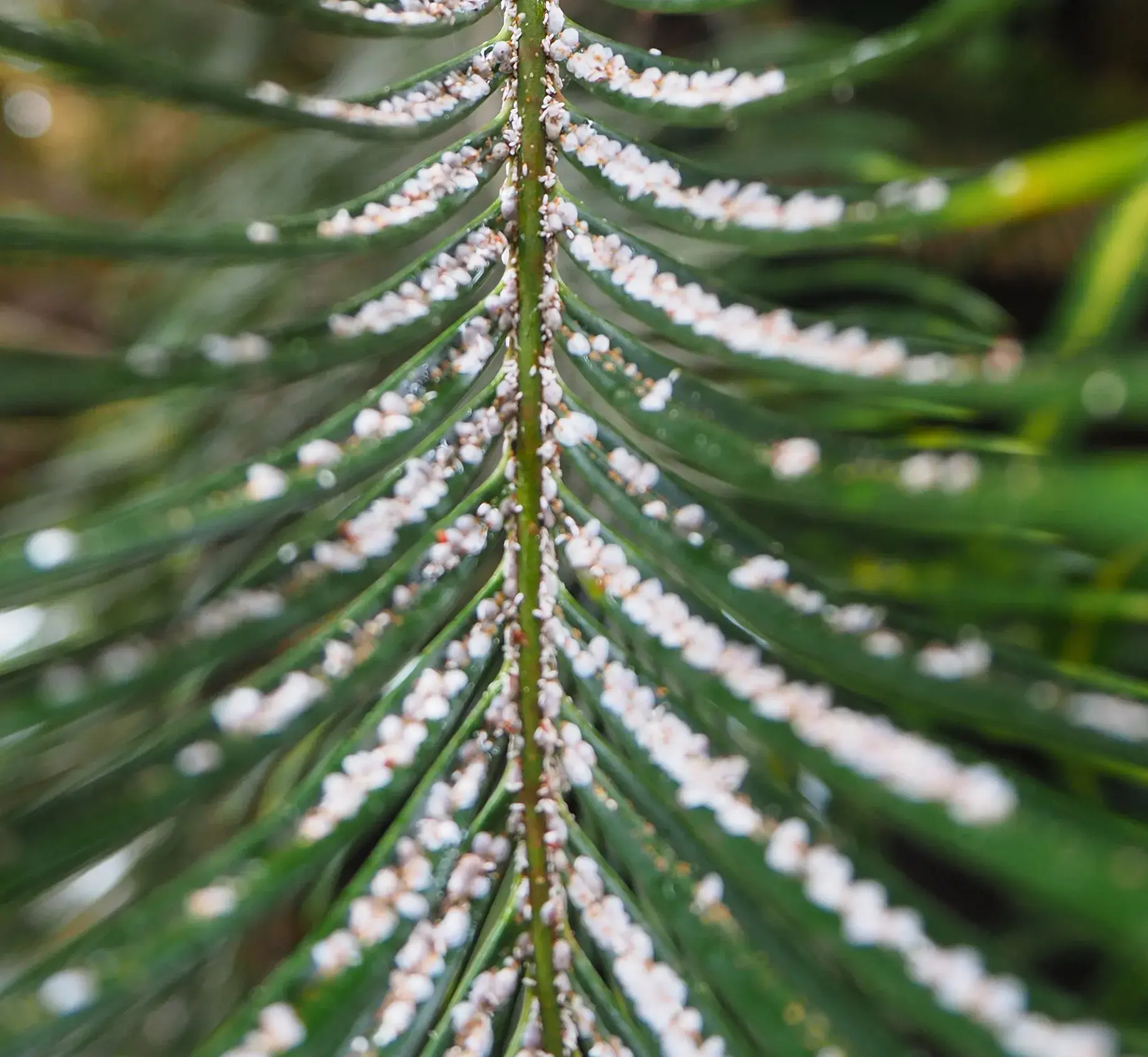 Côn trùng ngoại lai tấn công cây vạn tuế gây lo ngại