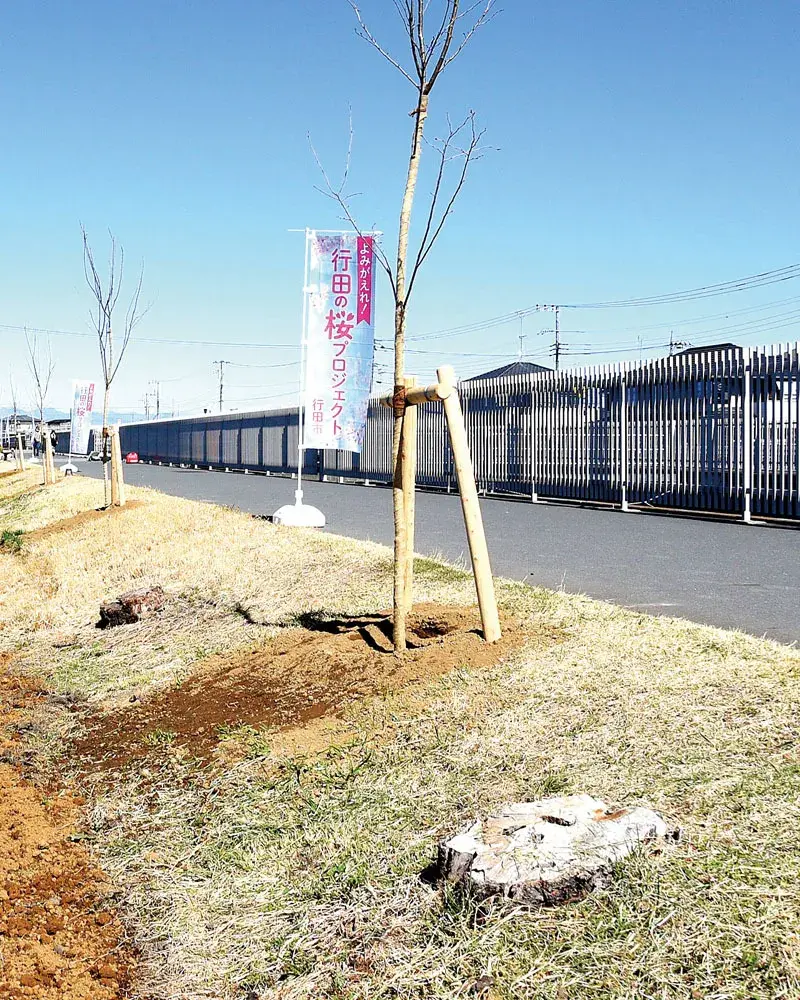 Dịch hại tấn công hoa anh đào ở Saitama, nông dân mất trộm cả vườn cà chua bi