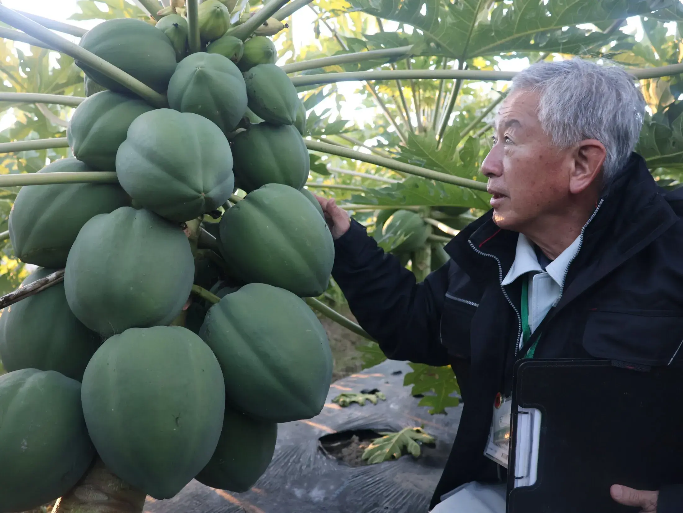 Đu Đủ Xanh Biwako Đặc Sản Mới, Siêu Thực Phẩm Dinh Dưỡng Cao