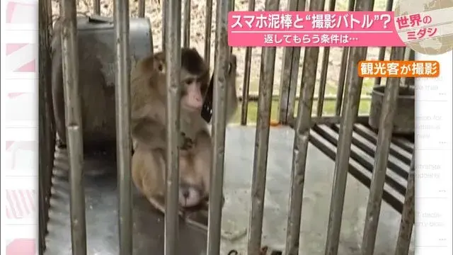 Du khách 'đấu súng' với khỉ để đòi lại điện thoại ở Việt Nam