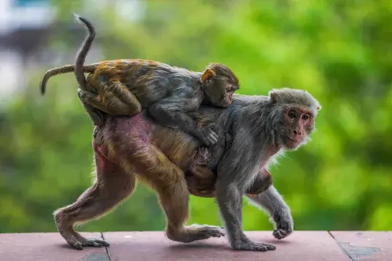 Khách dán chuối khắp người dụ khỉ ở Đà Nẵng gây tranh cãi