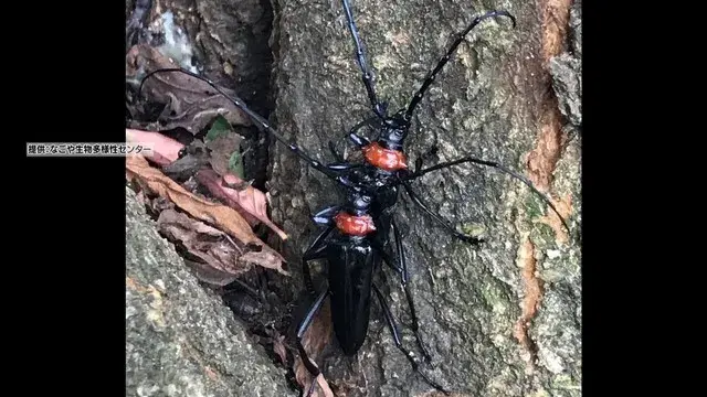 Sâu bướm hại hoa anh đào, công ty 300 năm tuổi biến đổi