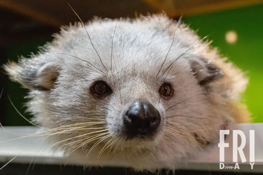 Thú cưng siêu sang chảnh 'Binturong' giá từ 25 triệu đồng