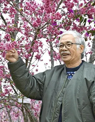 Tiến sĩ Sakura 10 hạt giống hoa anh đào Việt Nam