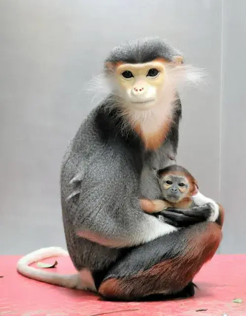 Vườn thú Zoorasia chào đón hai bé sơ sinh của loài khỉ quý hiếm